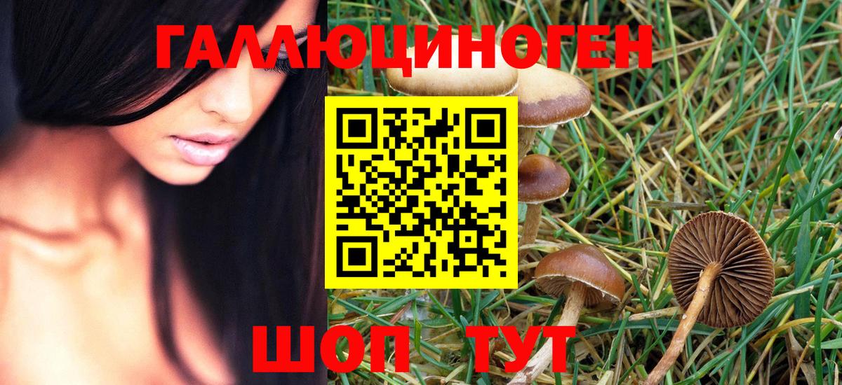 Псилоцибиновые грибы Psilocybe Шебекино